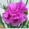 Dianthus 'Tickled Pink'