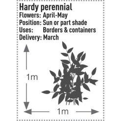 Dicentra Spectabilis -Green Haven Shop DICE T57545 B h