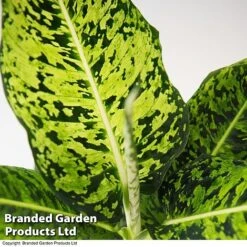 Dieffenbachia 'Reflector' -Green Haven Shop DIEF MACREFLEC T33674