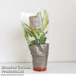 Dieffenbachia Seguine Sublime -Green Haven Shop DIEF SUBLI17CM T39040