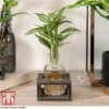 Dracaena Sanderiana 'Victory' In Bottle & Stand