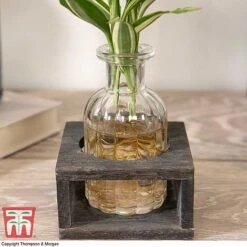 Dracaena Sanderiana 'Victory' In Bottle & Stand -Green Haven Shop DRAC KB3999 C