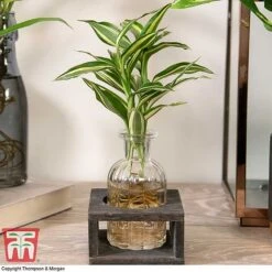 Dracaena Sanderiana 'Victory' In Bottle & Stand -Green Haven Shop DRAC KB3999 D