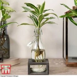 Dracaena Sanderiana 'Victory' In Bottle & Stand -Green Haven Shop DRAC KB3999 F