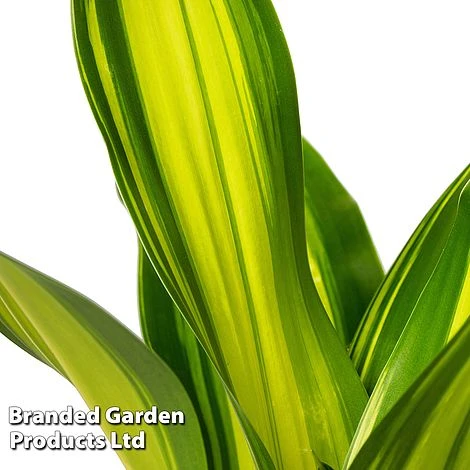 Dracaena Fragrans 'Charley' 2 Dracaena Fragrans 'Charley' - Image 2