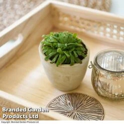 Drosera Aliciae -Green Haven Shop DROS ALICIAE T41636