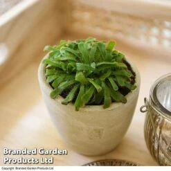 Drosera Aliciae -Green Haven Shop DROS ALICIAE T41637