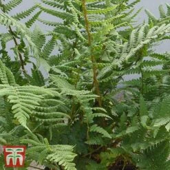Dryopteris Affinis -Green Haven Shop DRYO TKA2908 B