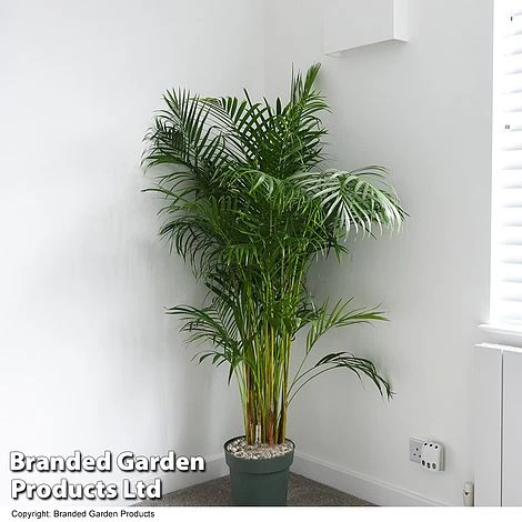 Dypsis Lutescens In Hydro Pot 2 Dypsis Lutescens In Hydro Pot - Image 2