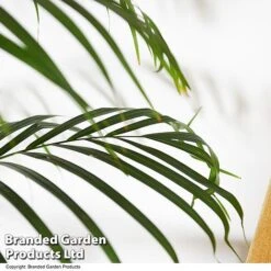 Dypsis Lutescens In Hydro Pot 8 Dypsis Lutescens In Hydro Pot -Green Haven Shop DYPS LUTESCENS T50758