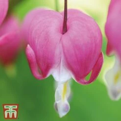 Dicentra Spectabilis -Green Haven Shop Dicentra spectablis TMHF 10
