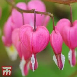 Dicentra Spectabilis -Green Haven Shop Dicentra spectablis TMHF 34