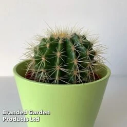 Echinocactus Grusonii