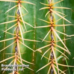 Echinocactus Grusonii -Green Haven Shop ECHI GRUSONII W46825