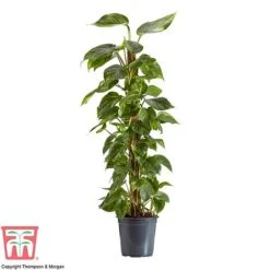 Epipremnum Aureum -Green Haven Shop EPIP TKA2906 AA