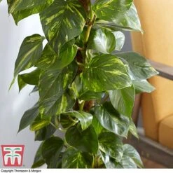 Epipremnum Aureum -Green Haven Shop EPIP TKA2906 AC