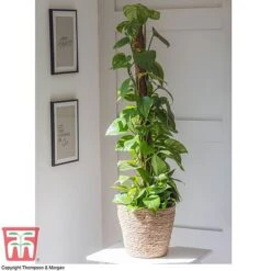 Epipremnum Aureum -Green Haven Shop EPIP TKA2906 B1