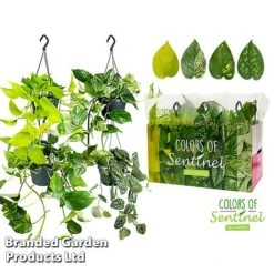 Epipremnum Mixed -Green Haven Shop EPIP MIXED15CM WKC8847 B