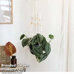 Epipremnum Mixed -Green Haven Shop EPIP MIXED T48069