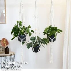 Epipremnum Mixed -Green Haven Shop EPIP MIXED T48072