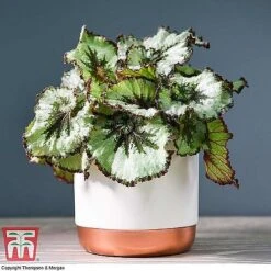 Begonia Rex Trio - Gift -Green Haven Shop ESCA WKB4887 A11