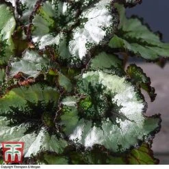 Begonia Rex Trio - Gift -Green Haven Shop ESCA WKB4887 B11