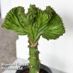 Euphorbia Lactea 'Cristata' -Green Haven Shop EUPH LACTE10CM C
