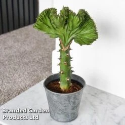 Euphorbia Lactea 'Cristata' -Green Haven Shop EUPH LACTE10CM D