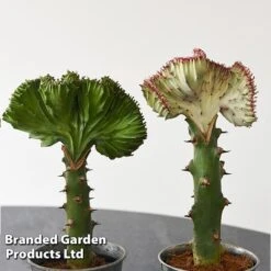 Euphorbia Lactea 'Cristata' -Green Haven Shop EUPH LACTE10CM F