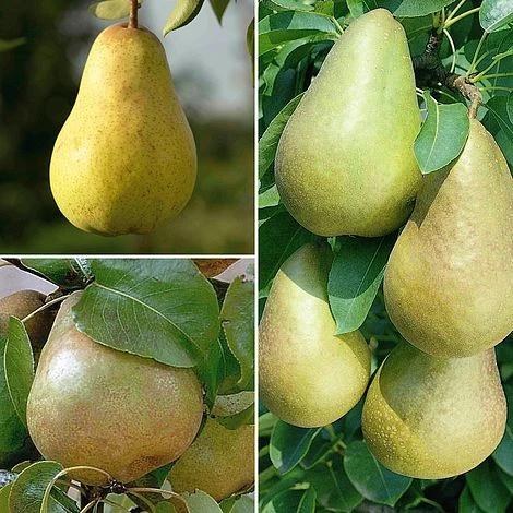 Pear 'Family Pear Tree' 1 Pear 'Family Pear Tree'