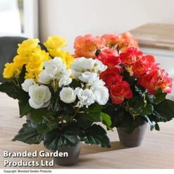 Artificial Begonia In Grey Pot Colour Collection -Green Haven Shop FAUX BEGONIAMI T48465