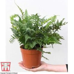 Fern Houseplant Mix -Green Haven Shop FERN TKA3000 D1