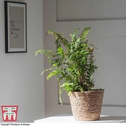 Fern Houseplant Mix -Green Haven Shop FERN TKA3000 G