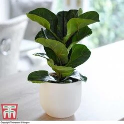 Easy Care Houseplant Collection -Green Haven Shop FIC kb1113 A1