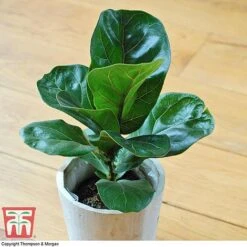 Ficus Lyrata 'Compacta' -Green Haven Shop FIC kb1113 D