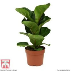 Ficus Lyrata 'Compacta' -Green Haven Shop FIC kb1113 E
