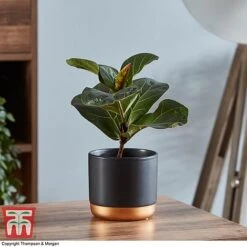 Ficus Lyrata 'Compacta' -Green Haven Shop FICU 1113 A1