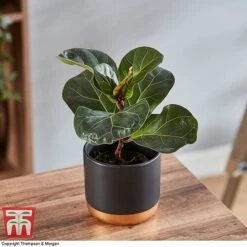 Ficus Lyrata 'Compacta' -Green Haven Shop FICU 1113 A2