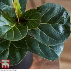Ficus Lyrata 'Compacta' -Green Haven Shop FICU 1113 A3