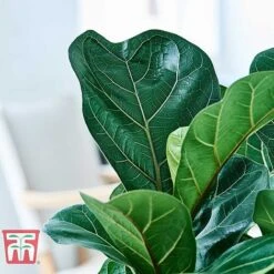Ficus Lyrata 'Compacta' -Green Haven Shop FICU KB1113 G