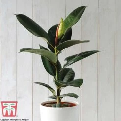 House Plant Urban Jungle Collection -Green Haven Shop FICU TKA2911 A2
