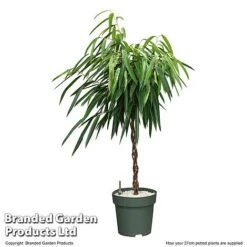 Ficus Binnendijkii 'Alii' Braided Stem In Hydro Pot -Green Haven Shop FICU ALIIB27CM T506541