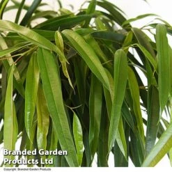 Ficus Binnendijkii 'Alii' Braided Stem In Hydro Pot -Green Haven Shop FICU ALIIBRAID T50773