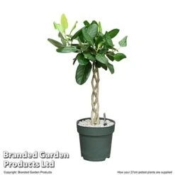 Ficus Benghalensis 'Audrey' Braided Stem In Hydro Pot -Green Haven Shop FICU AUDRE27CM T506451