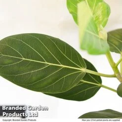 Ficus Benghalensis 'Audrey' Braided Stem In Hydro Pot -Green Haven Shop FICU AUDRE27CM T50767