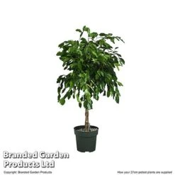 Ficus Benjamina 'Exotica' Braided Stem In Hydro Pot -Green Haven Shop FICU EXOTI27CM T506341
