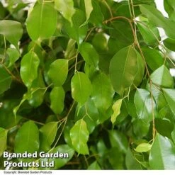 Ficus Benjamina 'Exotica' Braided Stem In Hydro Pot -Green Haven Shop FICU EXOTICABR T50755