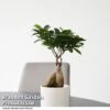 Ficus Microcarpa 'Ginseng'