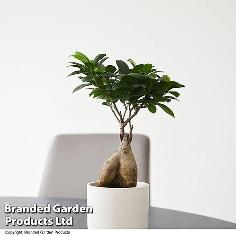 Ficus Microcarpa 'Ginseng' 1 Ficus Microcarpa 'Ginseng'