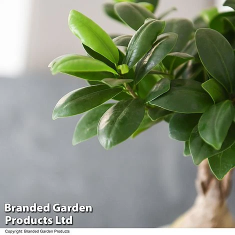 Ficus Microcarpa 'Ginseng' 2 Ficus Microcarpa 'Ginseng' - Image 2